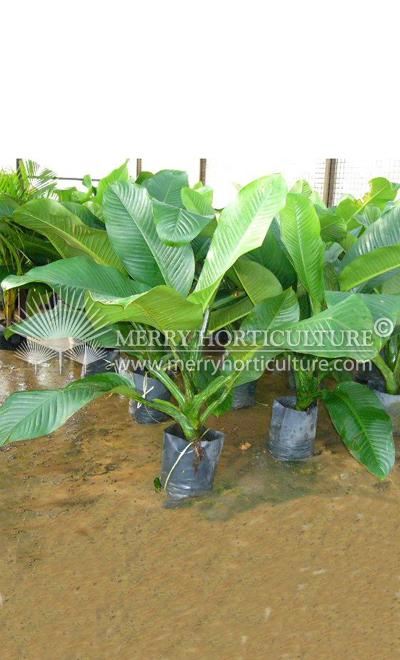 Aglaonema_Thai_King