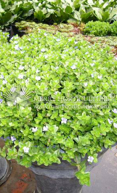 Bacopa