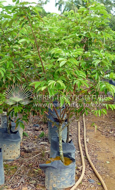 Pulasan