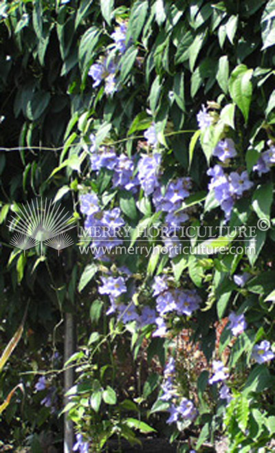 Thunbergia_laurifolia